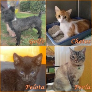 4 adoptados