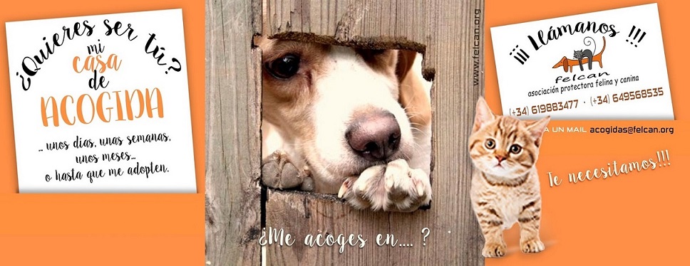 acogidas web
