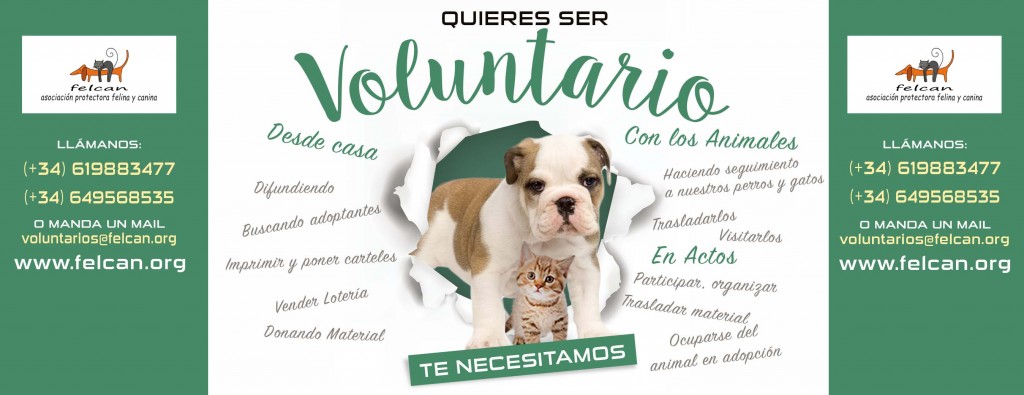 voluntarios web
