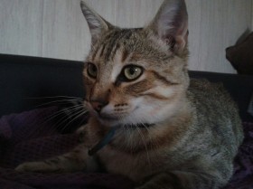 chien_01
