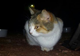 greta_01