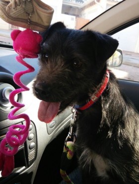 chispi_01